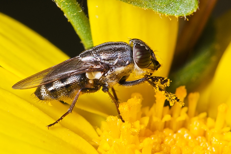 Stomorhina lunata (Calliphoridae)